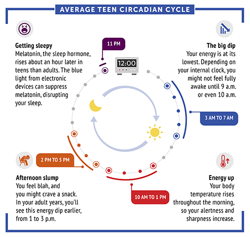 diagram of circadian cycle