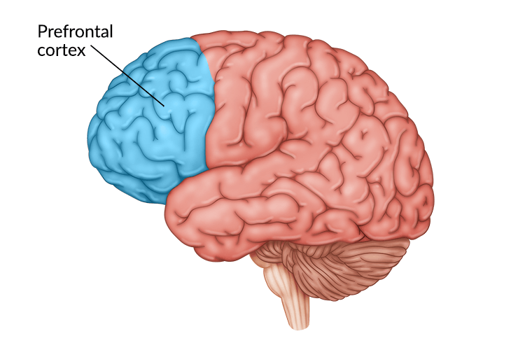 diagram of brain showing pre-fontal cortex