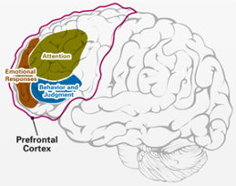 clip art of pre-frontal cortex