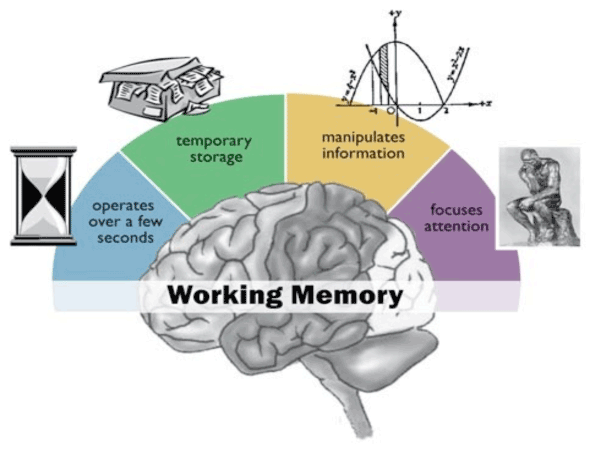 diagram of brain showing functions of working memory